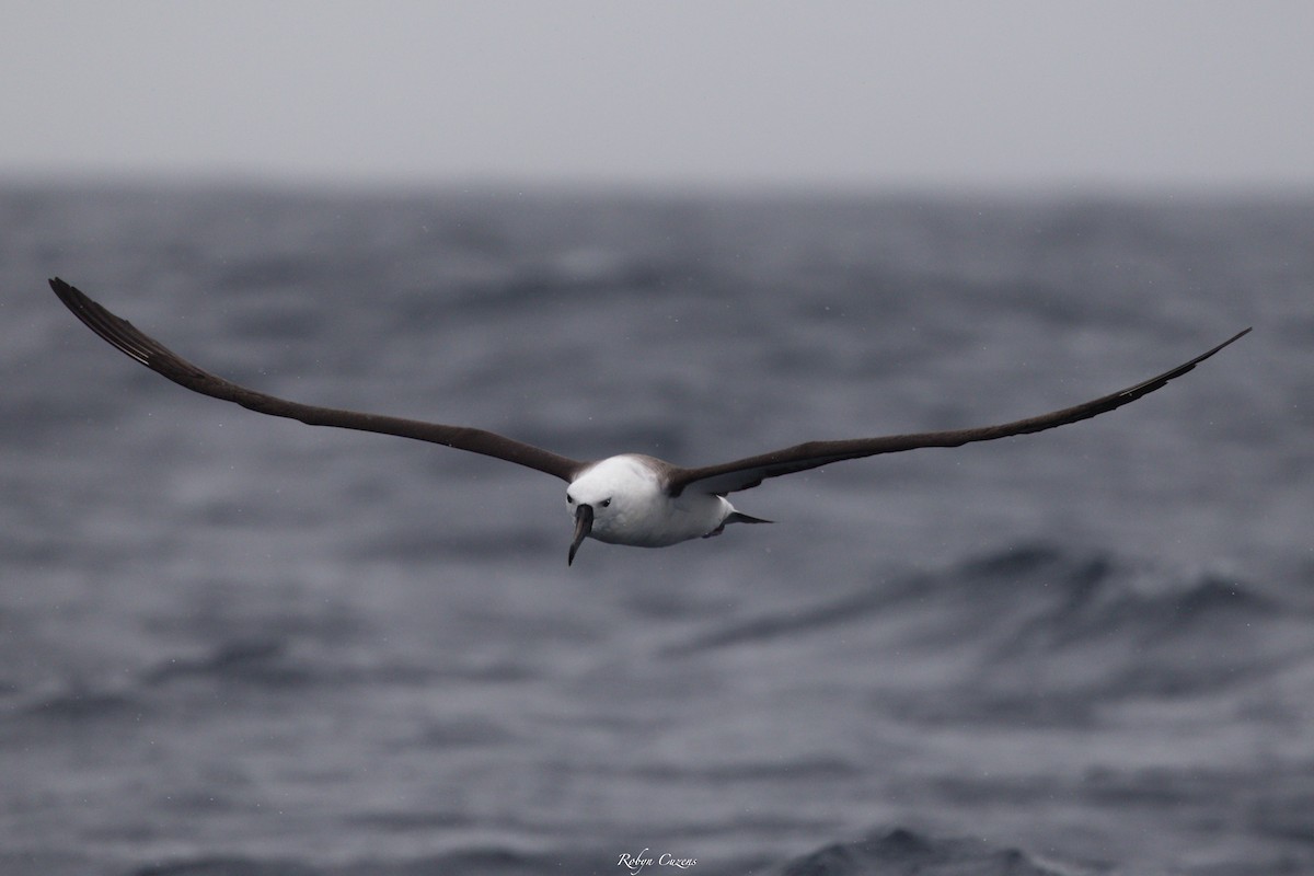 Indian Yellow-nosed Albatross - ML643805597