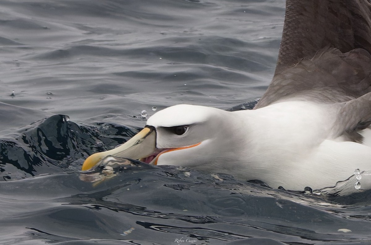White-capped Albatross - ML643805601