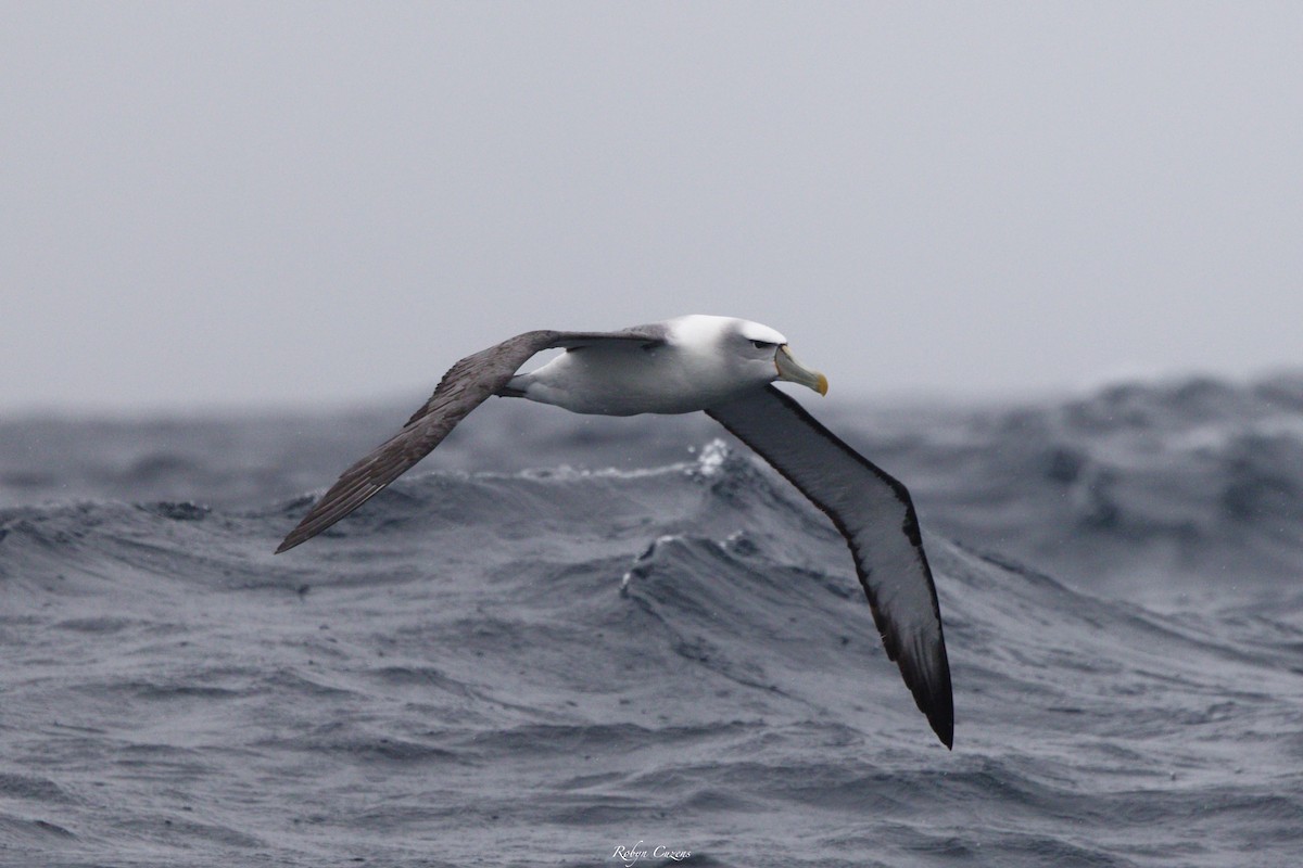 White-capped Albatross - ML643805603