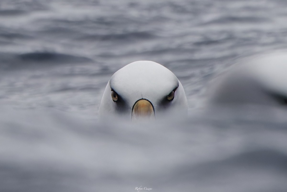 Black-browed Albatross (Campbell) - ML643805608