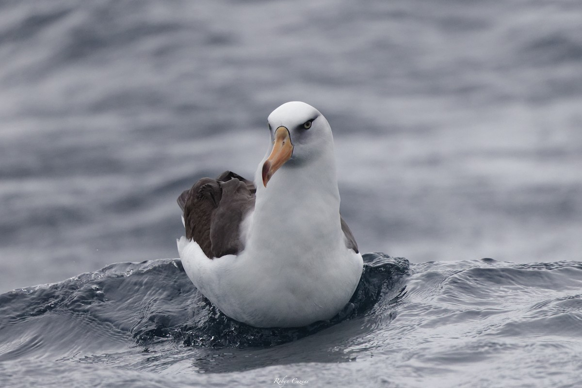 Black-browed Albatross (Campbell) - ML643805609