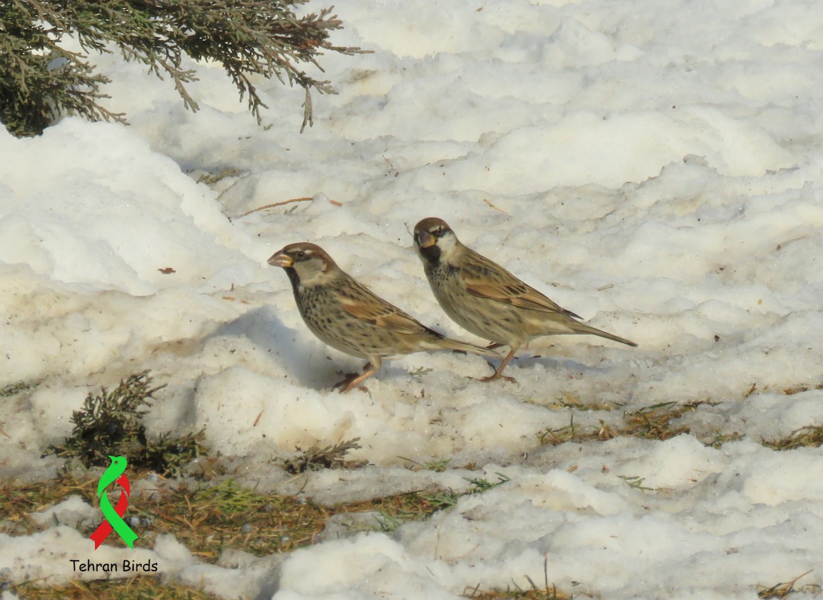 Moineau espagnol - ML643805623