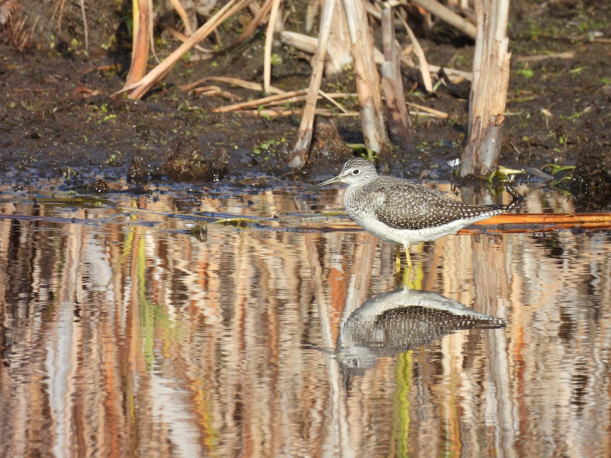 Greater Yellowlegs - ML643805629