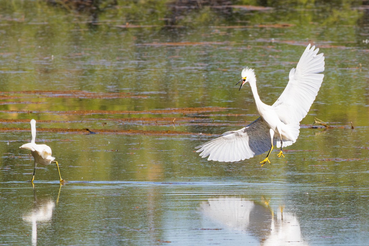 Snowy Egret - ML643805639
