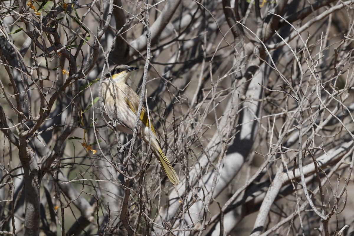 Singing Honeyeater - ML643805643