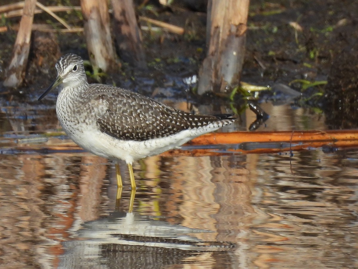 Greater Yellowlegs - ML643805646