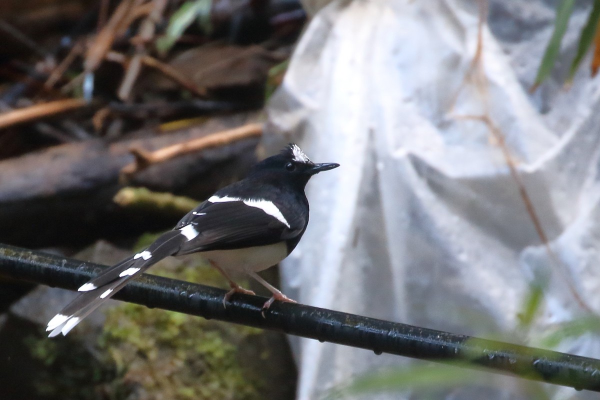 White-crowned Forktail - ML643805648
