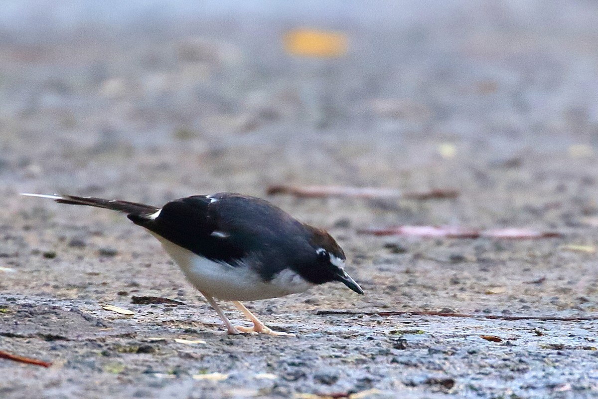 Sunda Forktail - ML643805651