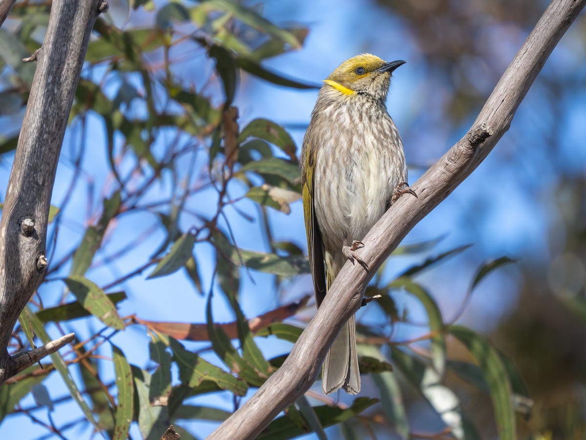 Yellow-plumed Honeyeater - ML643805652