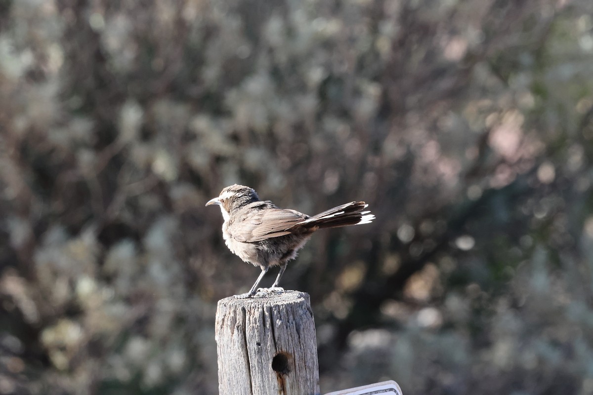 White-browed Babbler - ML643805657