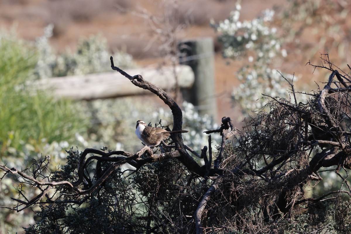 White-browed Babbler - ML643805658