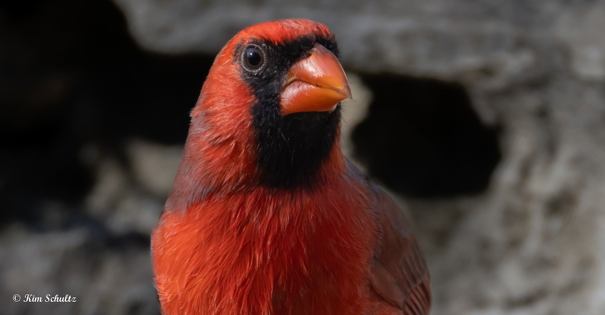 Northern Cardinal - ML643805659