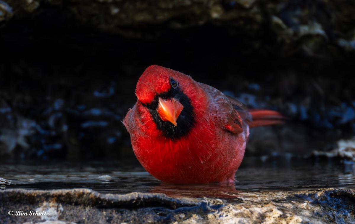 Northern Cardinal - ML643805660