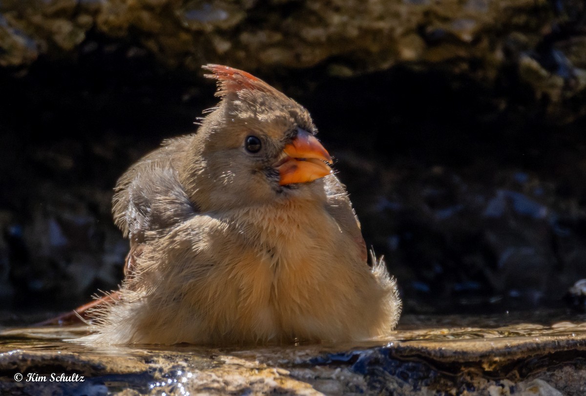 Northern Cardinal - ML643805661