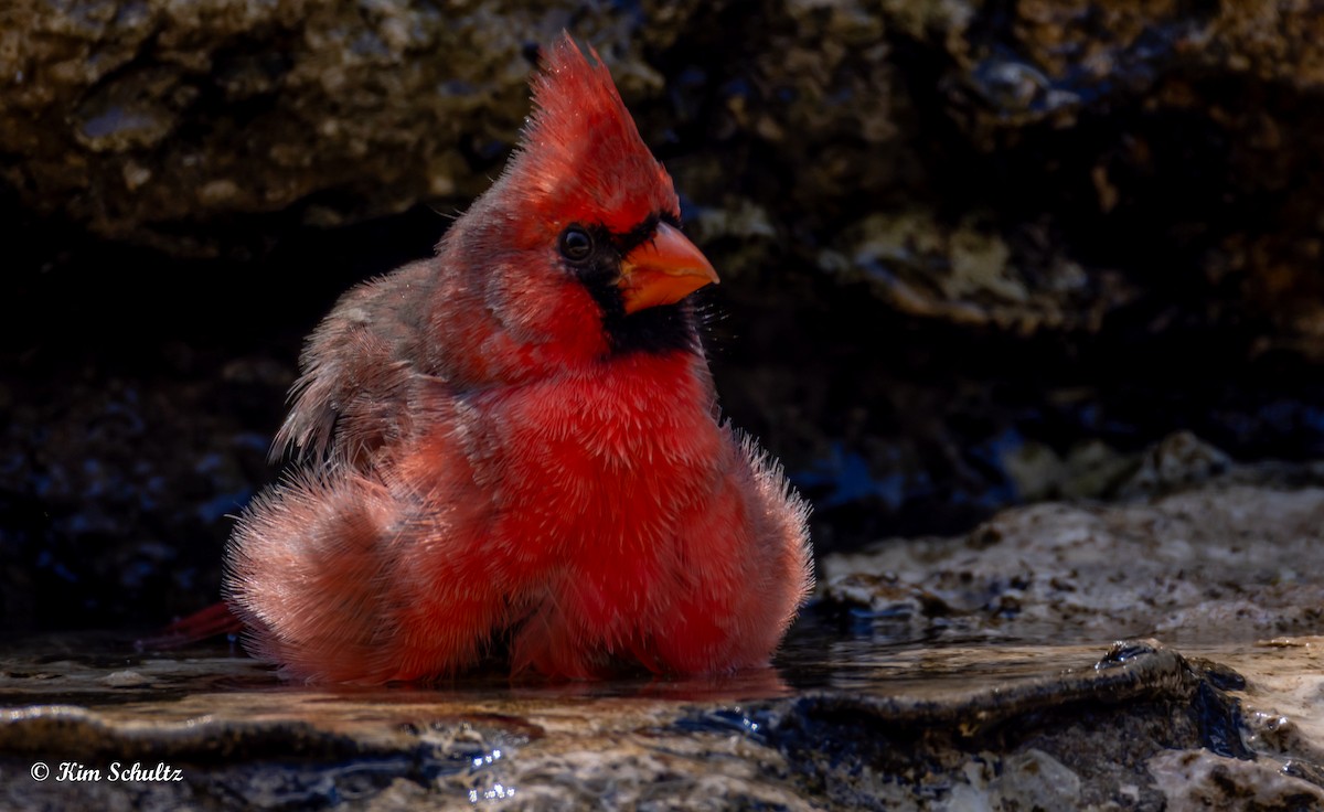 Northern Cardinal - ML643805662