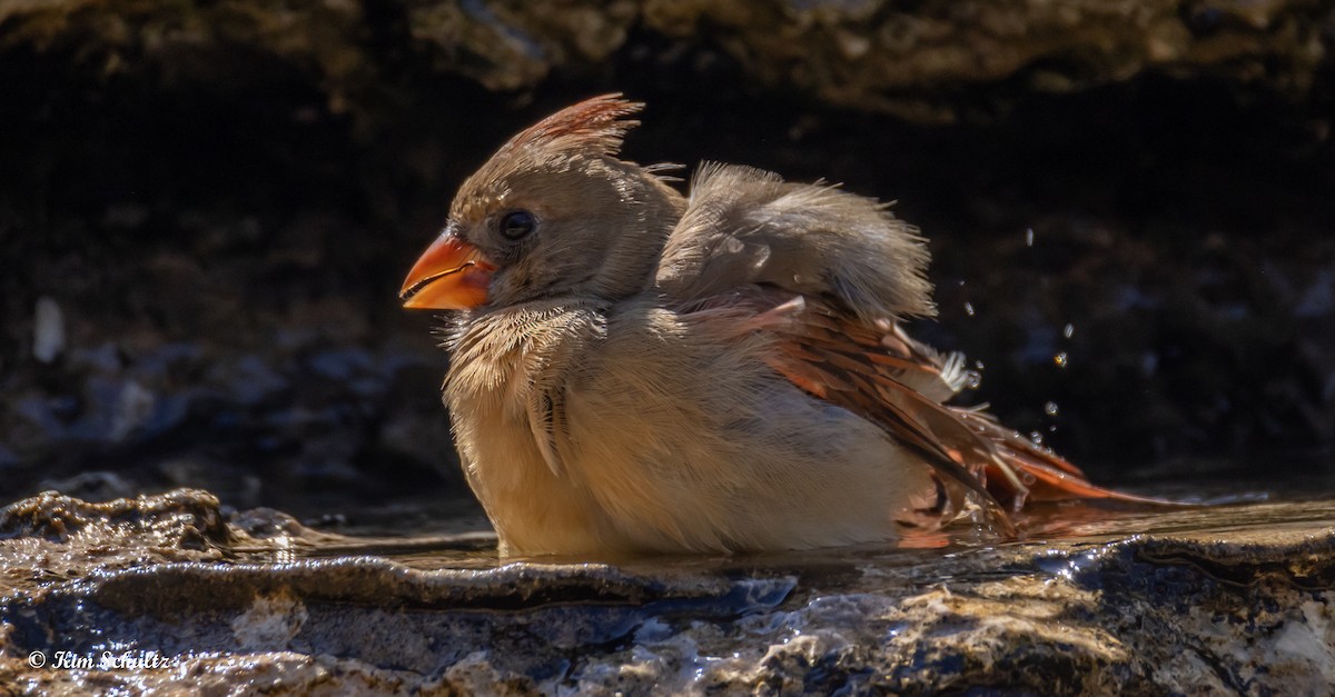 Northern Cardinal - ML643805663