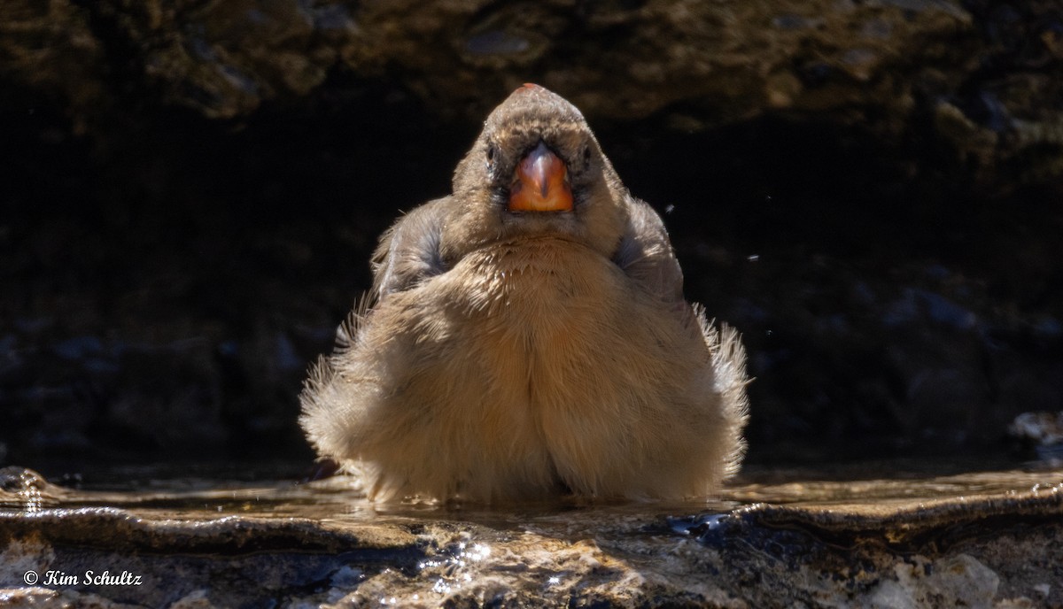Northern Cardinal - ML643805664