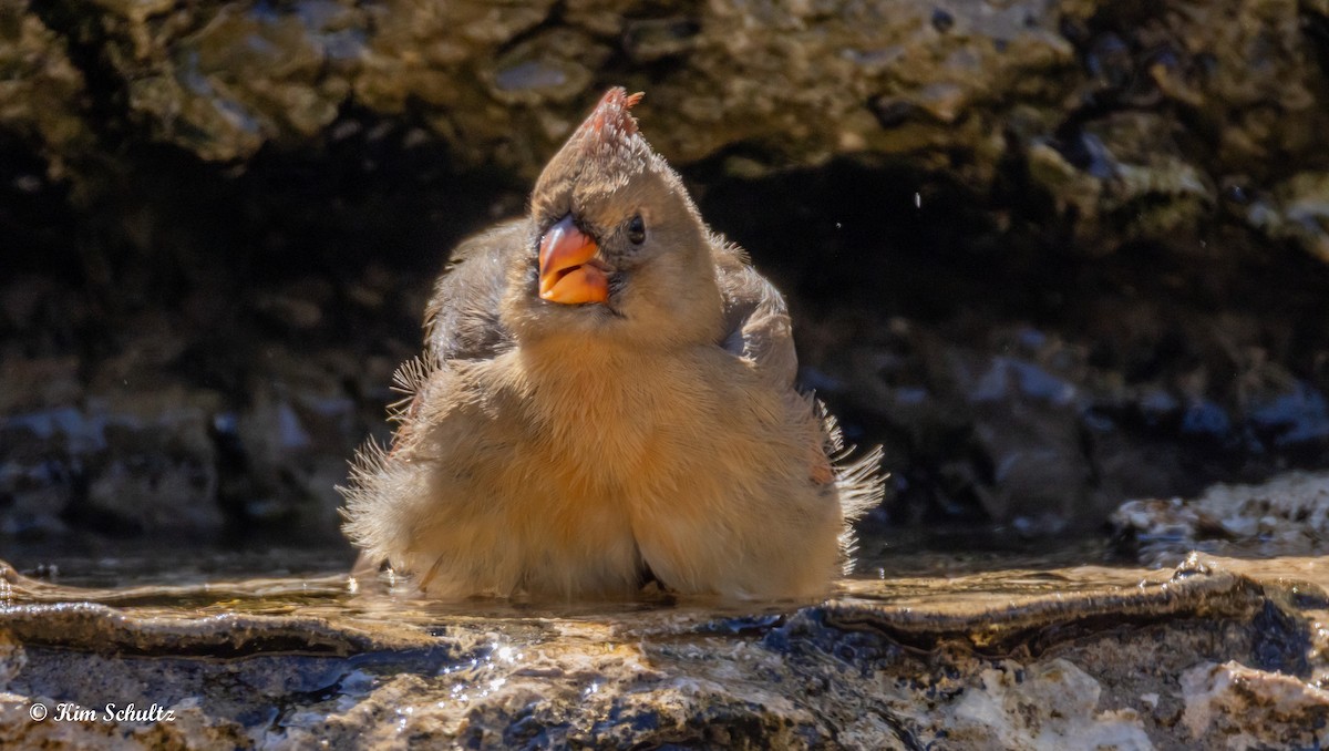 Northern Cardinal - ML643805665