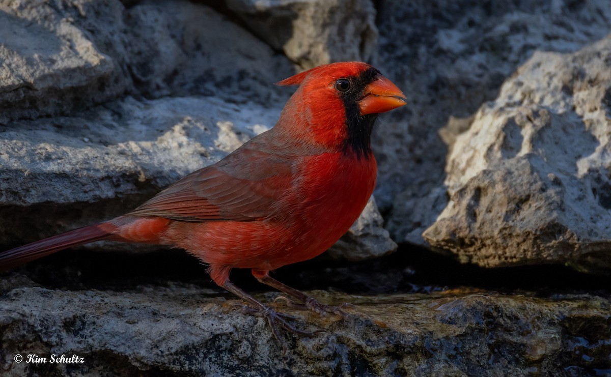 Northern Cardinal - ML643805666