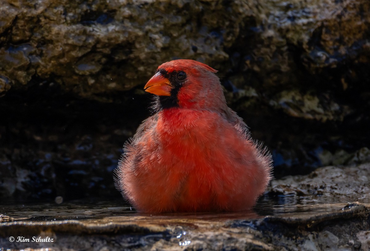 Northern Cardinal - ML643805667