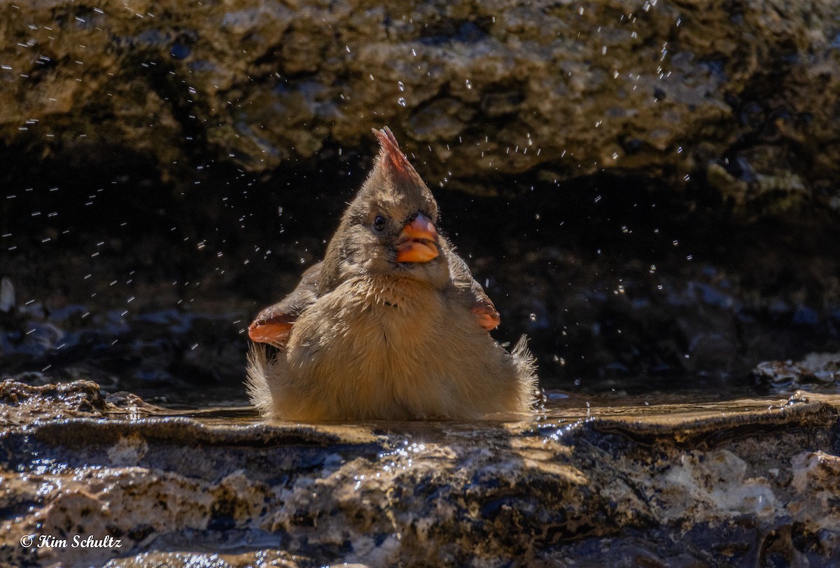 Northern Cardinal - ML643805668