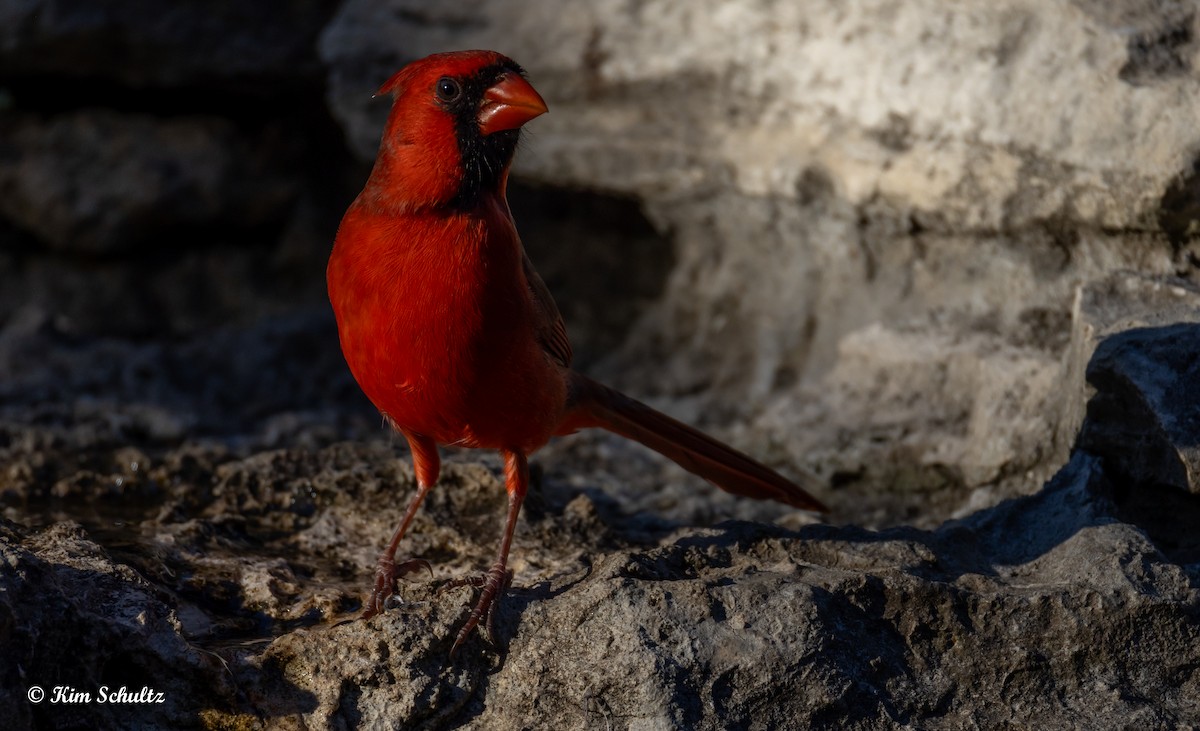 Northern Cardinal - ML643805669