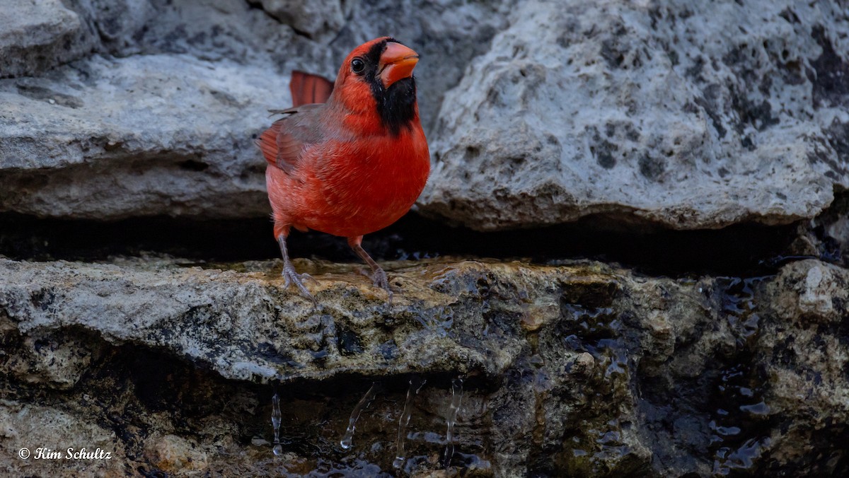 Northern Cardinal - ML643805670