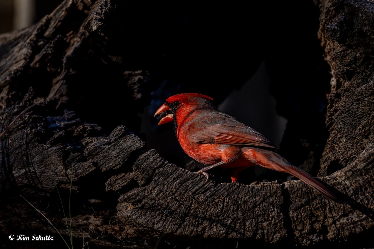 Northern Cardinal - ML643805671