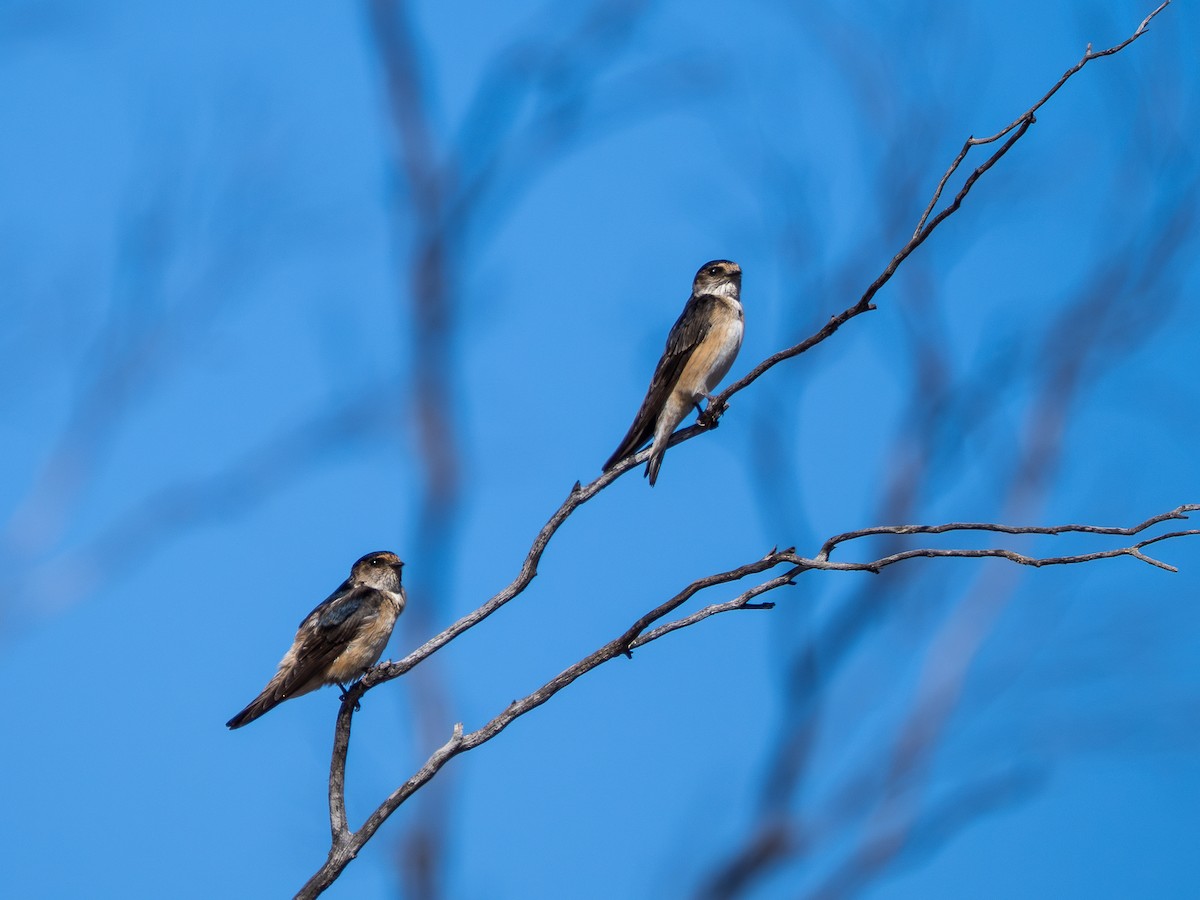 Tree Martin - ML643805673
