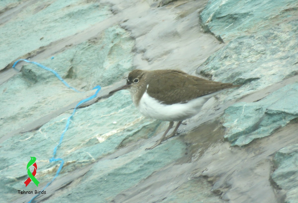 磯鷸 - ML643805674