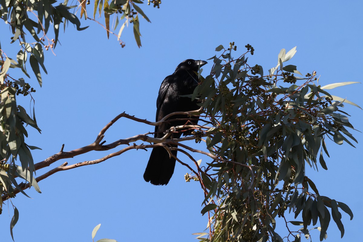 Australian Raven - ML643805676