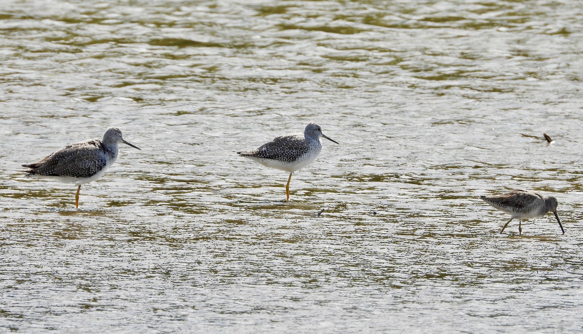 Greater Yellowlegs - ML643805677