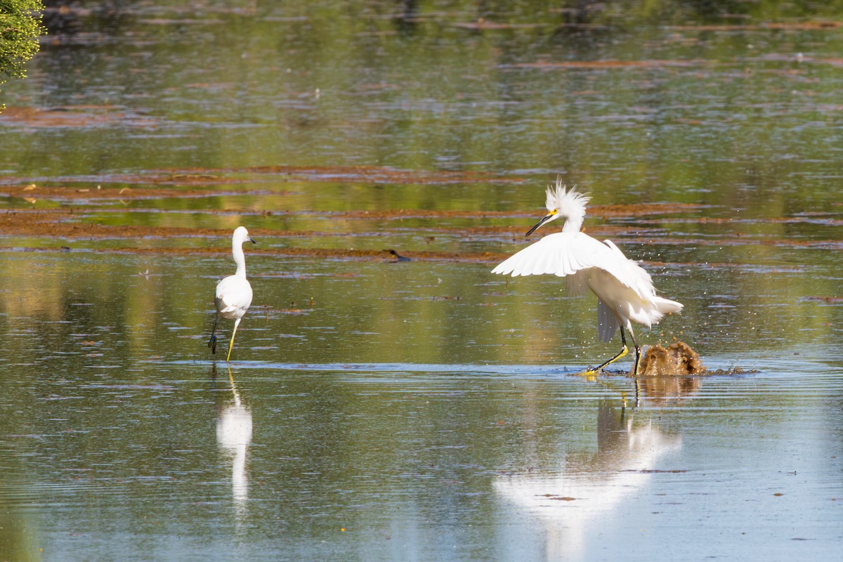 Snowy Egret - ML643805679