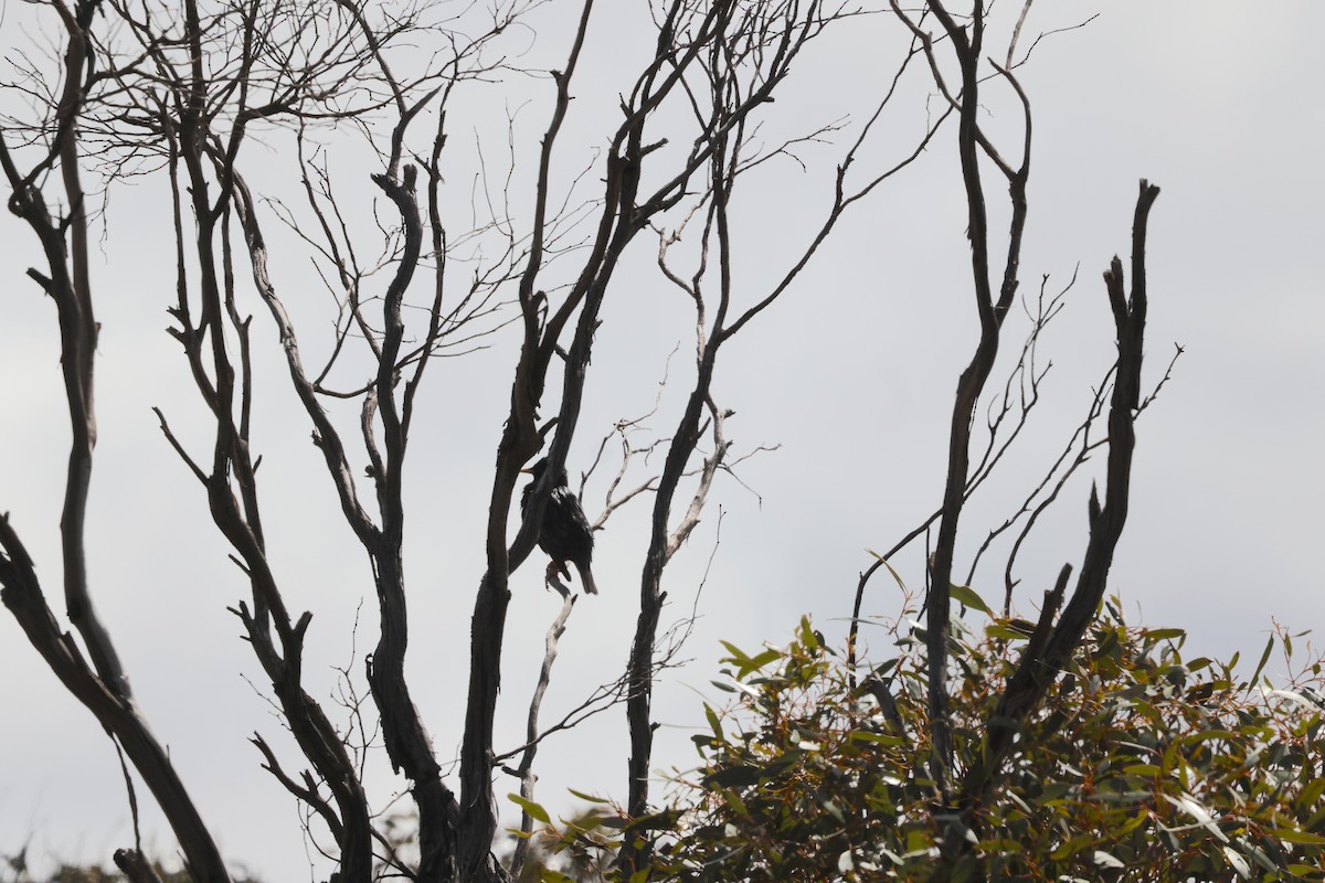 Eurasian Blackbird - ML643805680