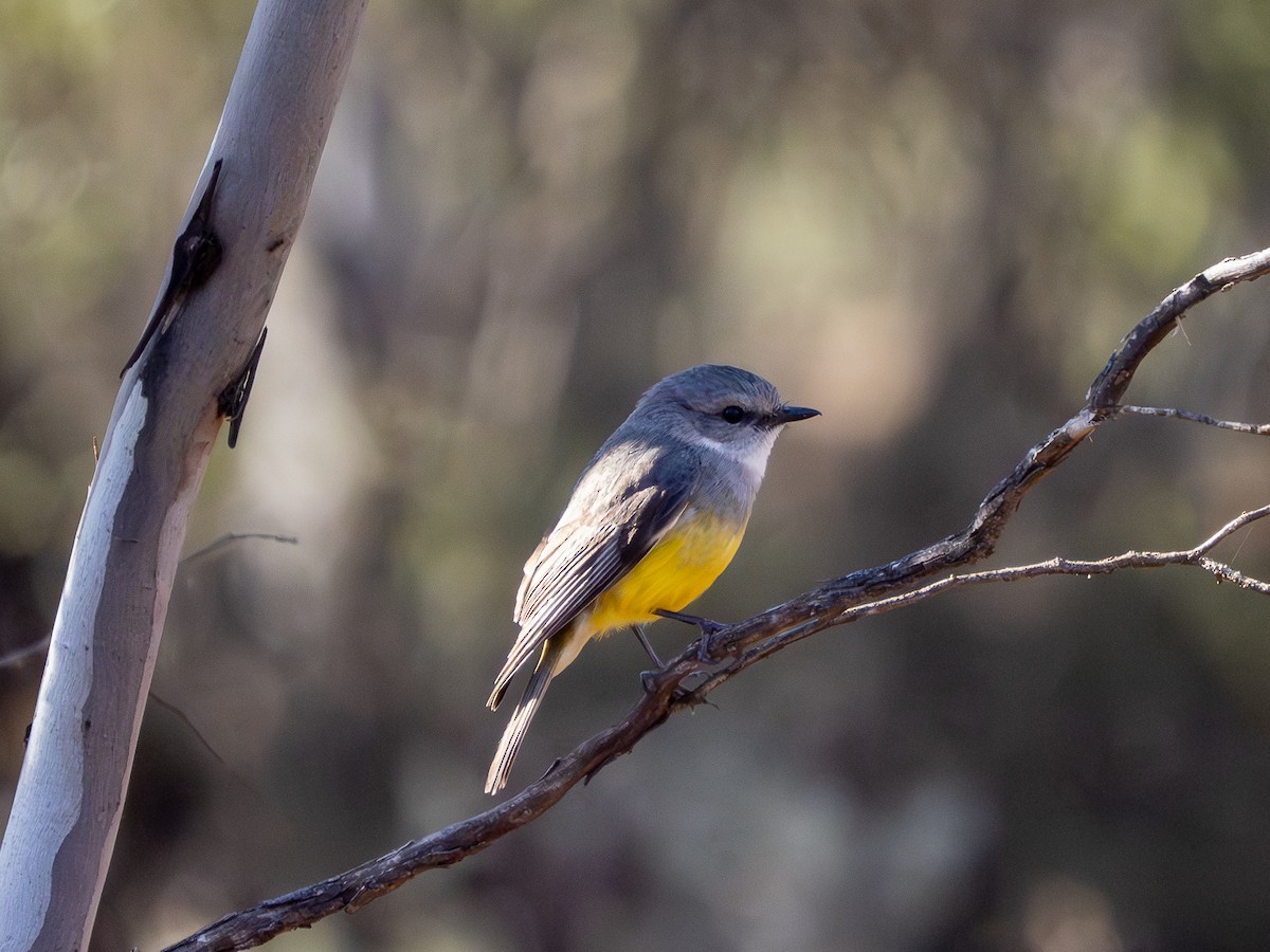 Western Yellow Robin - ML643805681