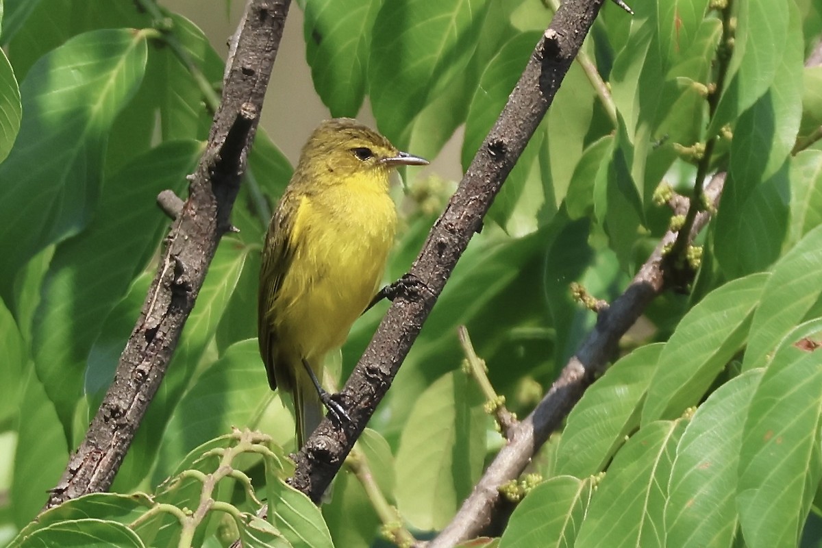 African Yellow-Warbler - ML643805682