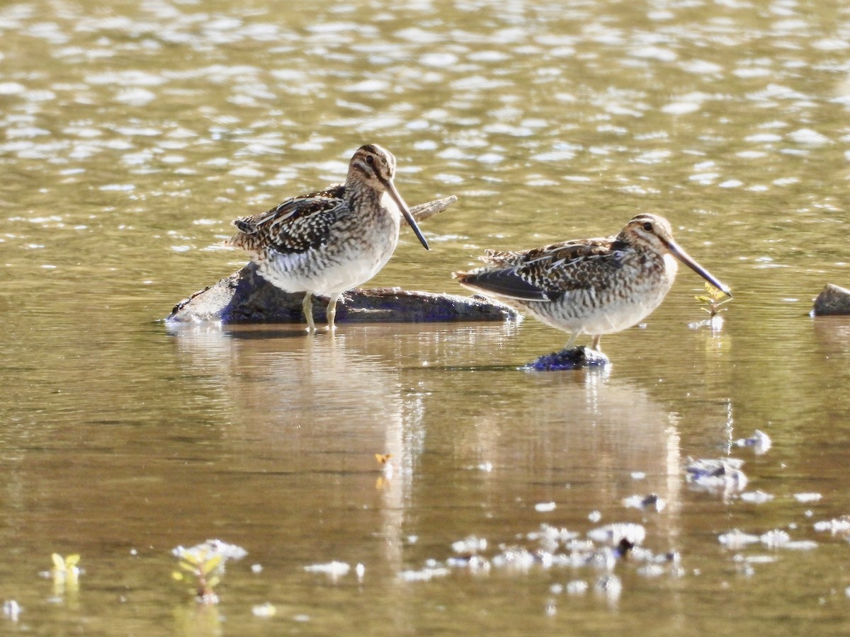 Wilson's Snipe - ML643805685