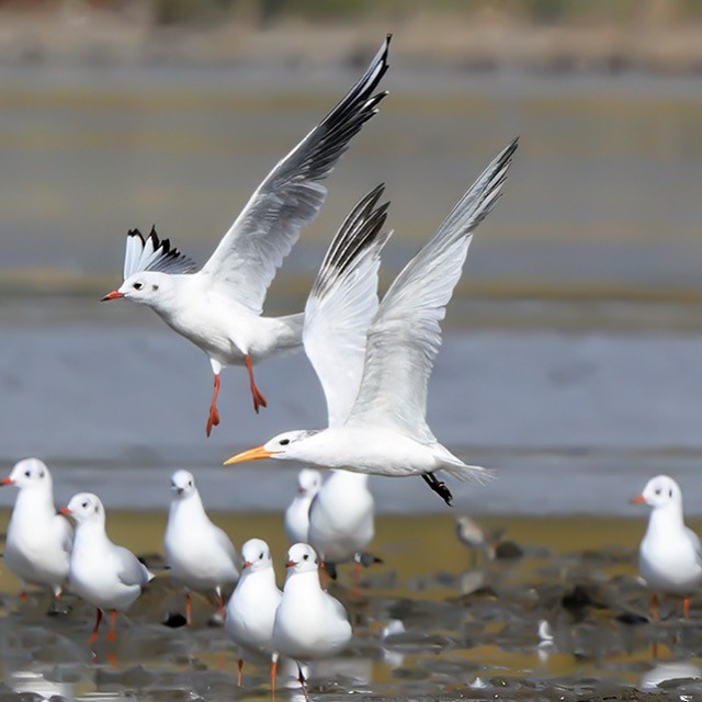 West African Crested Tern - ML643805687