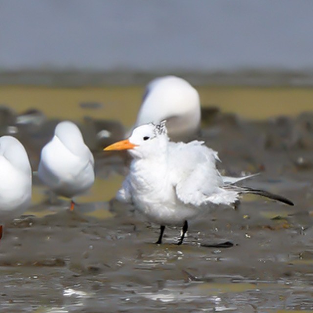 West African Crested Tern - ML643805688