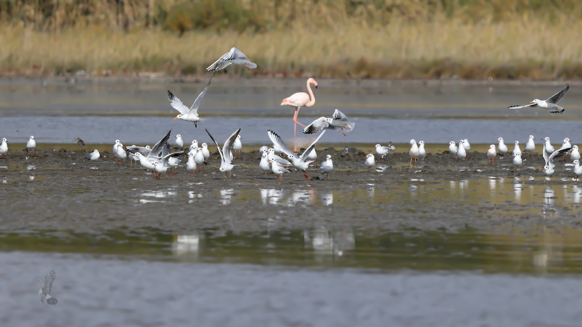 West African Crested Tern - ML643805689