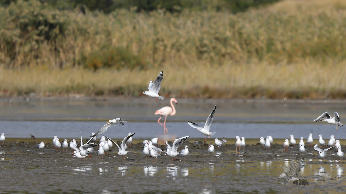 West African Crested Tern - ML643805690