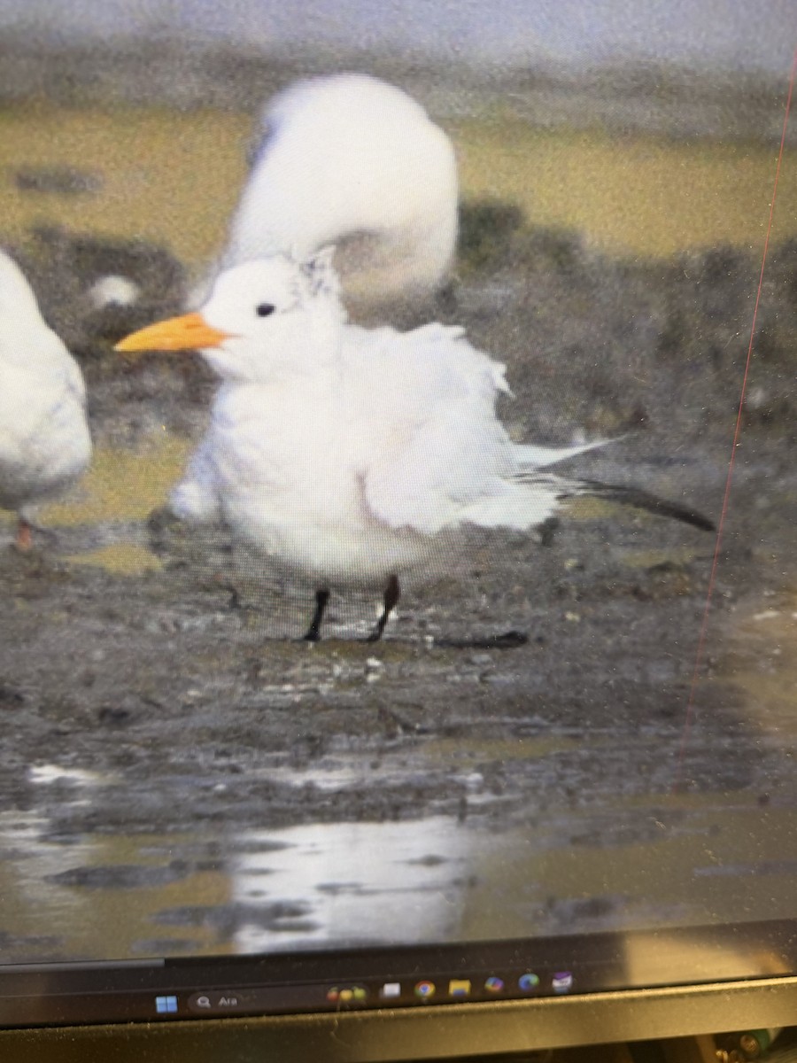 West African Crested Tern - ML643805691