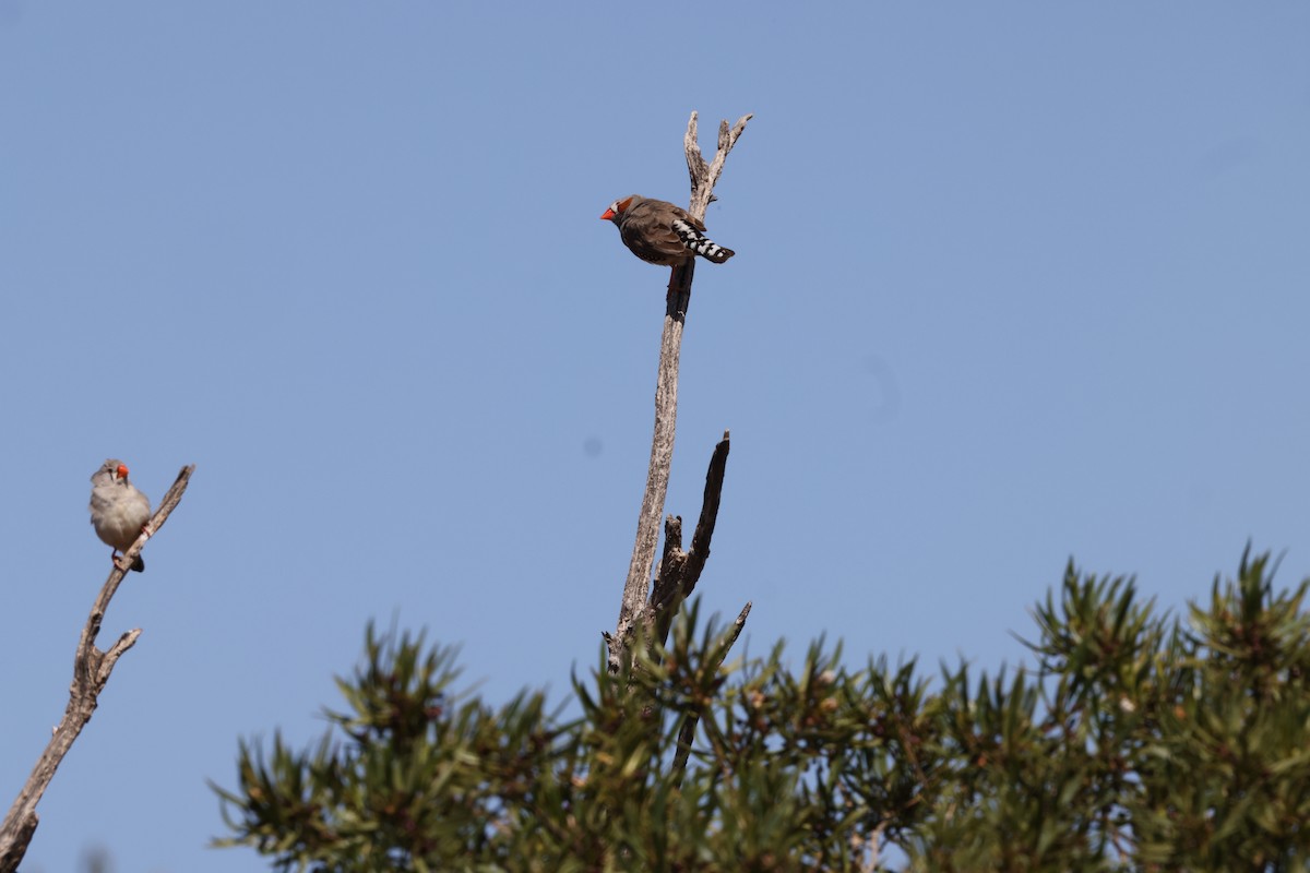 Zebra Finch - ML643805692