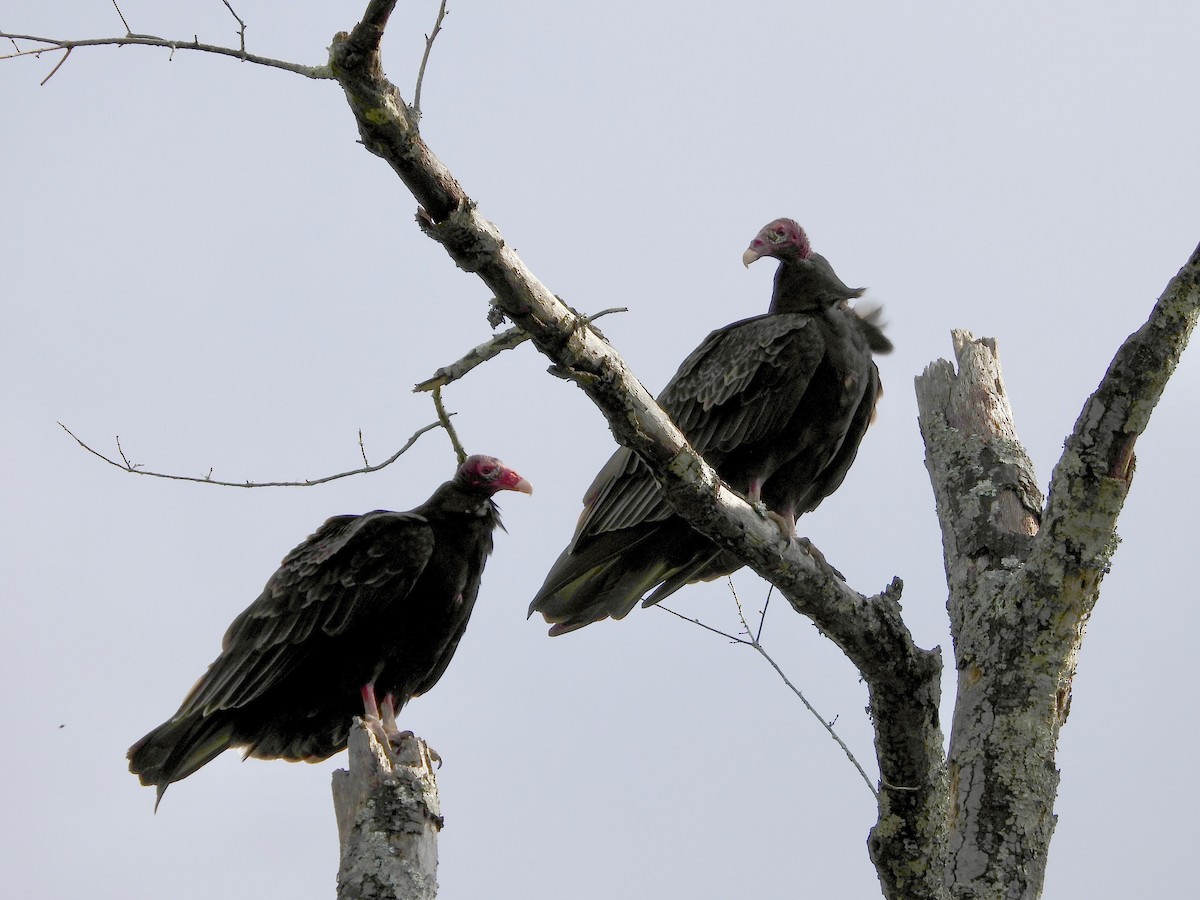 Turkey Vulture - ML643805695