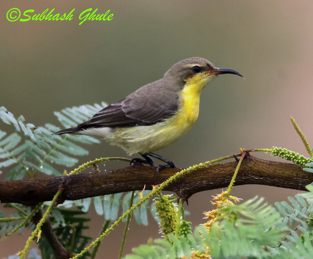 Purple Sunbird - ML643805708