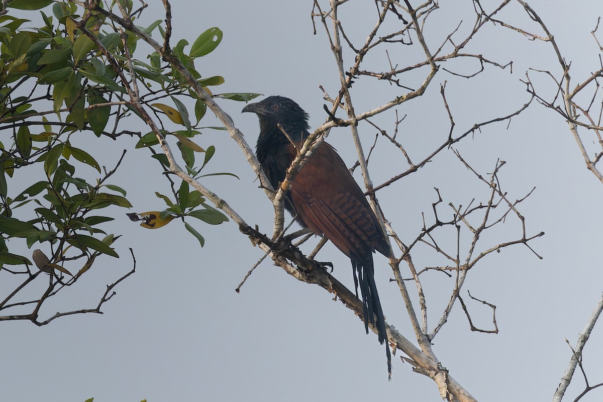 Greater Coucal - ML643805720