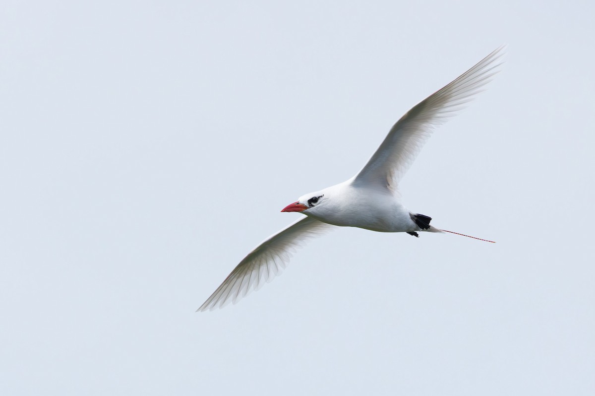 Red-tailed Tropicbird - ML643805721