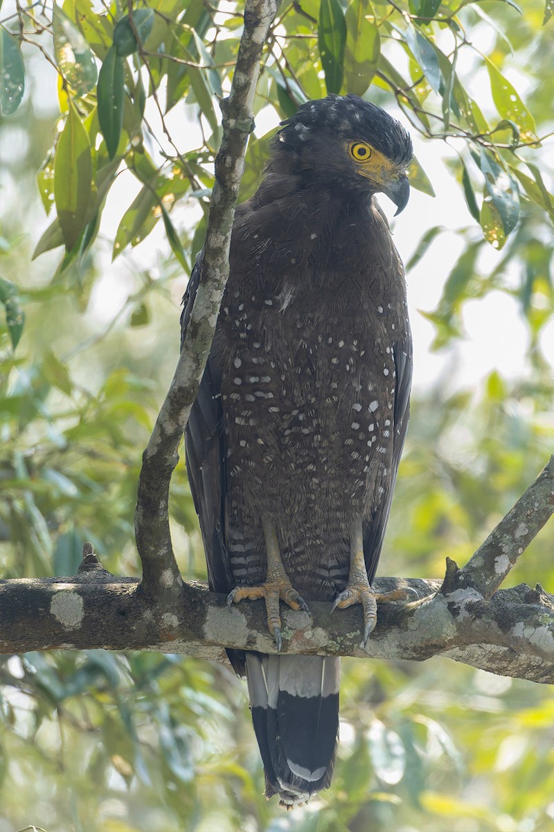 Crested Serpent-Eagle - ML643805726