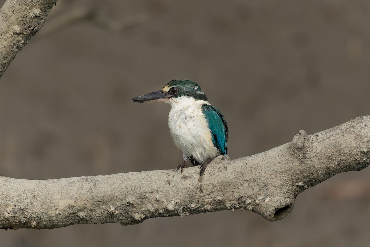 Collared Kingfisher - ML643805727