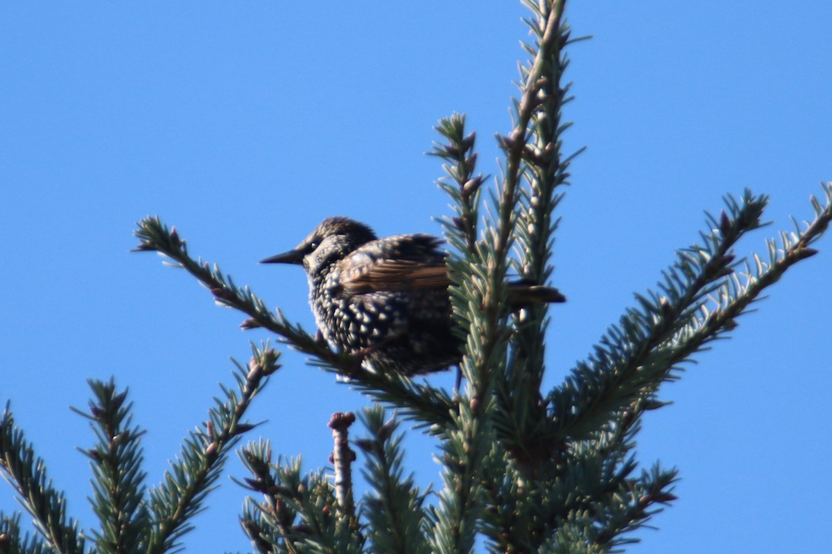 European Starling - ML643805728